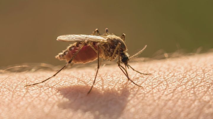 Mosquito Control