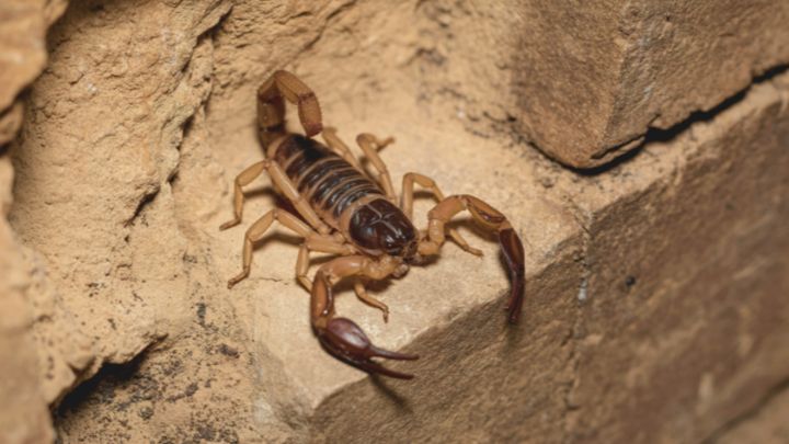 Scorpion Control
