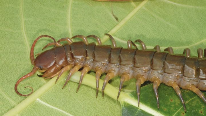 Centipede Control