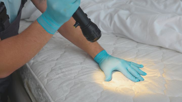 Bed Bug Services for Hotels & Lodging
