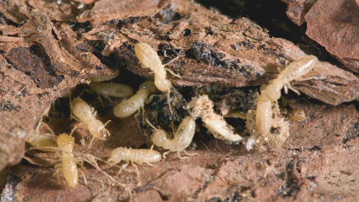 Termite Protection Plans