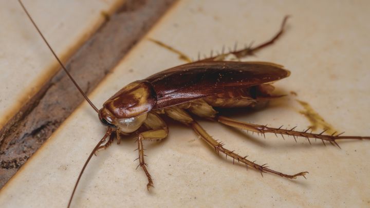 Cockroach Control